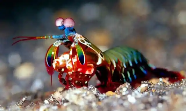 #1. The Mantis Shrimp
