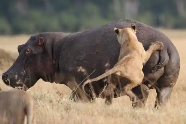 Check Out How These Lions Fiercely Hunt Down Their Prey