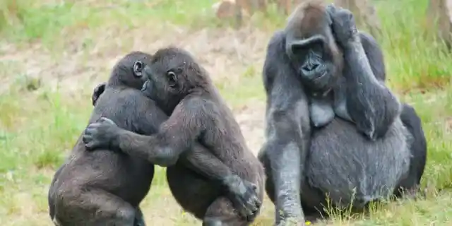 #2. Aybo And Thabo, The Gorillas
