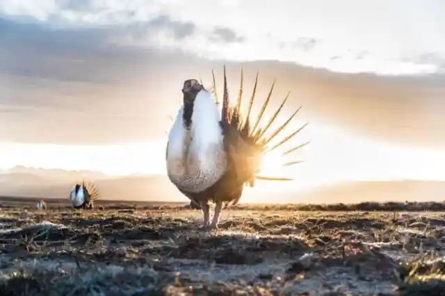 #7. Birds Of The Far West