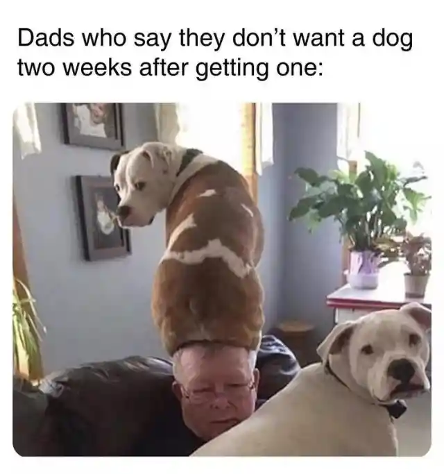 No Dogs In This House