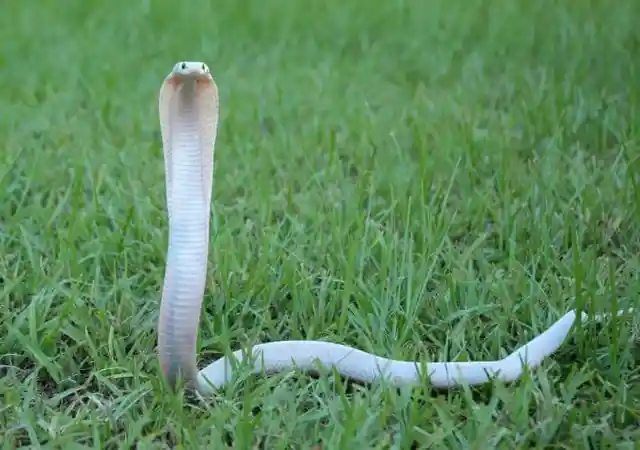 Albino Cobra
