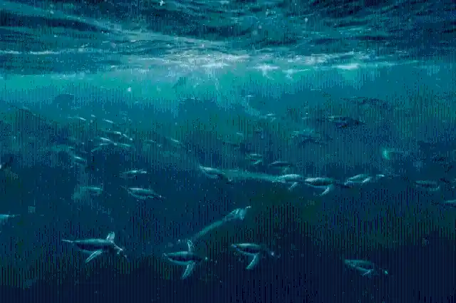 #12. Natural Swimmers