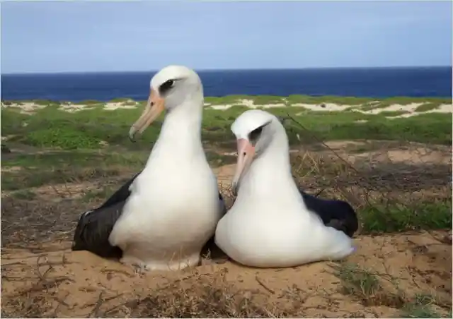 #16. The Albatrosses Of Dunedin