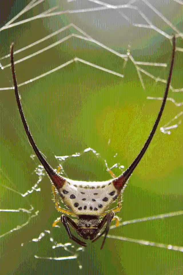 #8. Long-Horned Orb Weaver Spider
