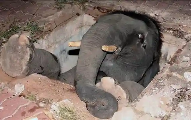 Elephant Stuck In Manhole