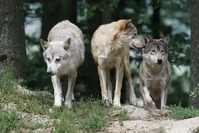 Woman Gets The Surprise Of A Lifetime When She Gets Jumped By A Pack Of Wolves