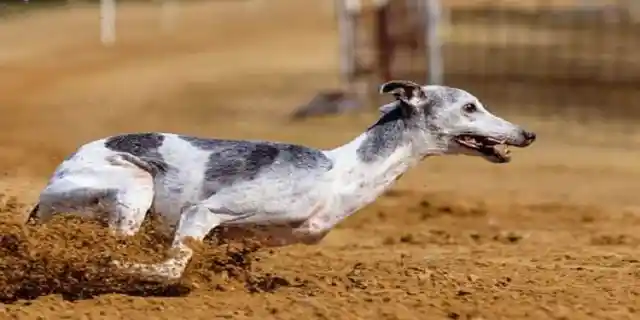 Greyhounds Speed