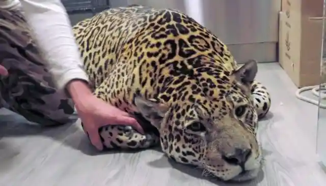 Baby Jaguar Is Miraculously Brought Back To Life, Now He's Happy With His Human Family