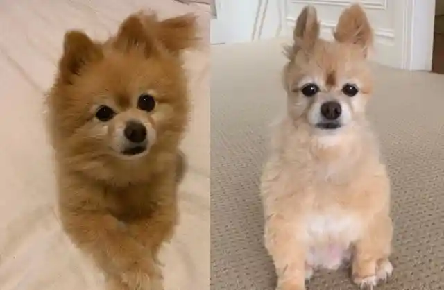 People Are Trying And Failing Hard At Grooming Their Dogs During Quarantine