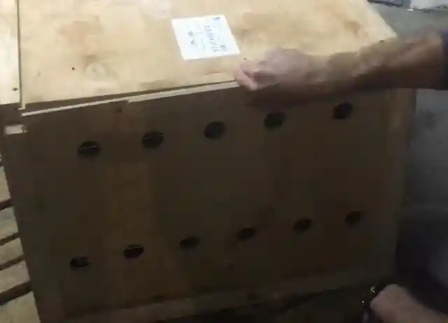 Crate Gets Stuck At Airport For A Week, Then People Finally Open It