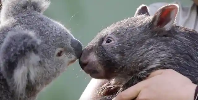 Hello Kiss