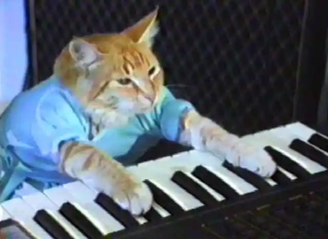 #14. The Keyboard Cat