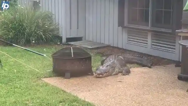 #16. Alligators In South Carolina