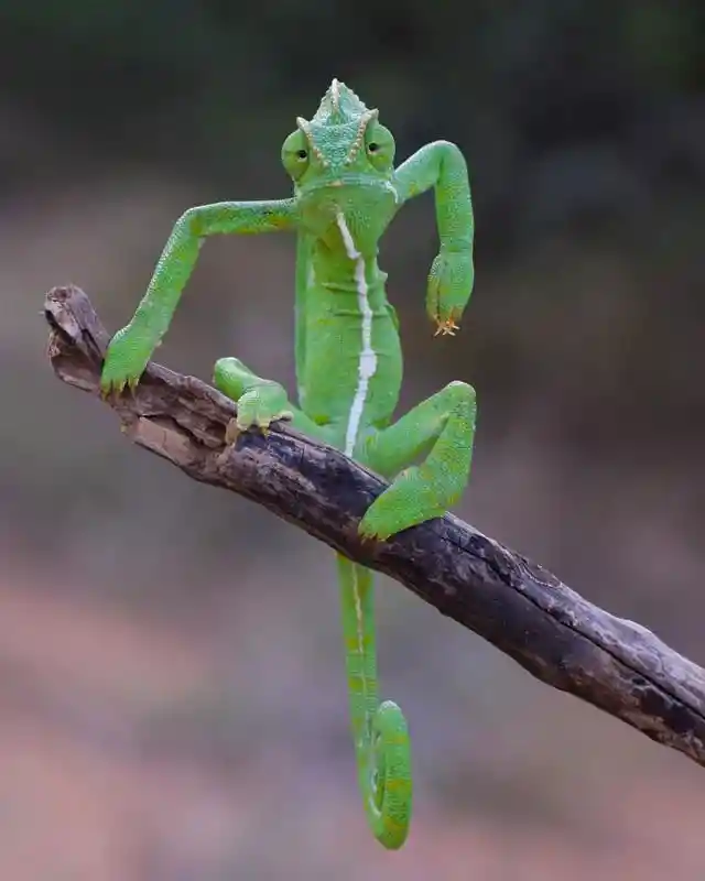 Angry Chameleon