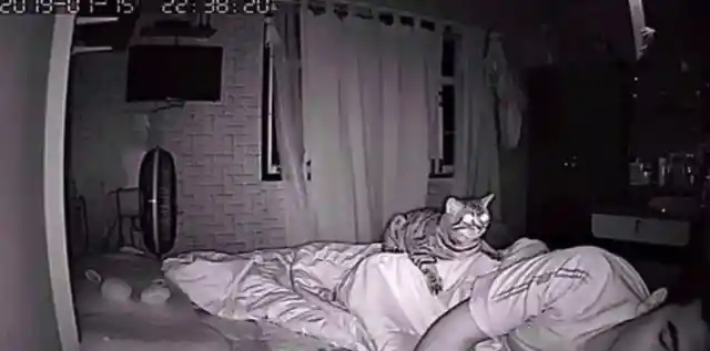 Cat Won't Stop Staring At Dad All Night, Dad Checks Video And Realizes Why
