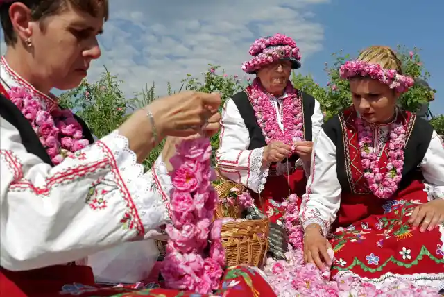 Rose Fields Of Buzovgrad, Bulgaria