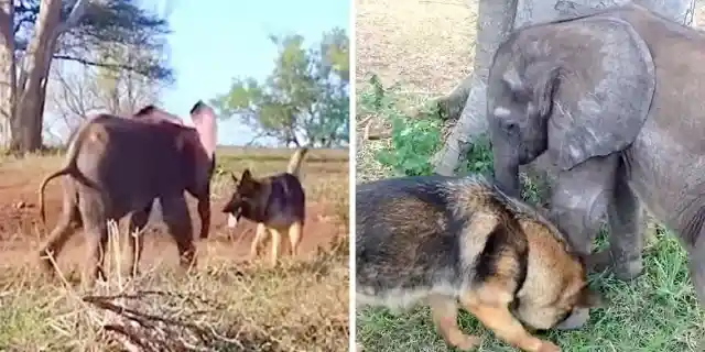 Cuteness Overload: Abandoned Baby Elephant Is Saved By Dog