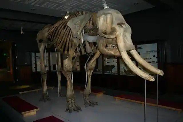 #3. A Mammoth Bone