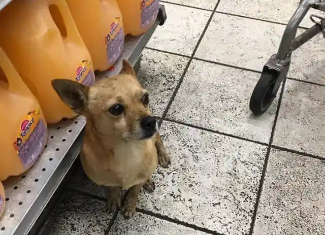 Stray Dog Found In Liquor Store Finds A Home