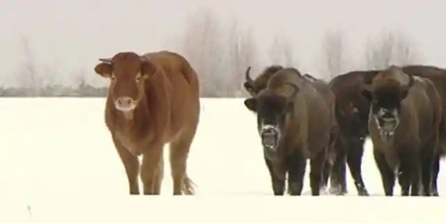 Cow Runs Away From Farm To Join Herd Of Wild Bison