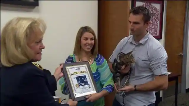 An Awarded Kitten