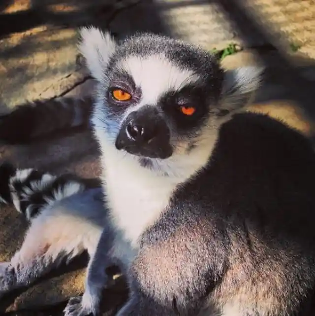#10. Lemur