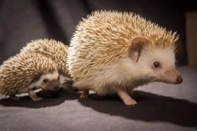 Hedgehog Family