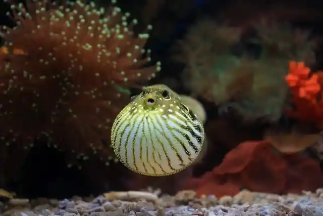 Blowfish Venom