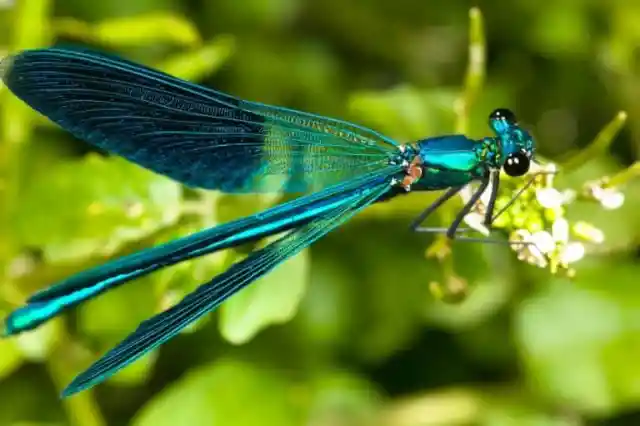 #7. Female Dragonfly