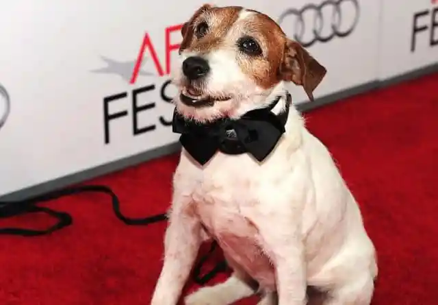 Uggie The Hollywood Star