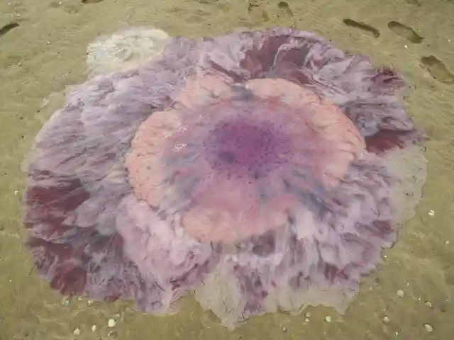 Family Finds Pulsating Alien-Like Creature On The Beach