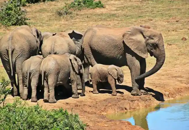 Elephants