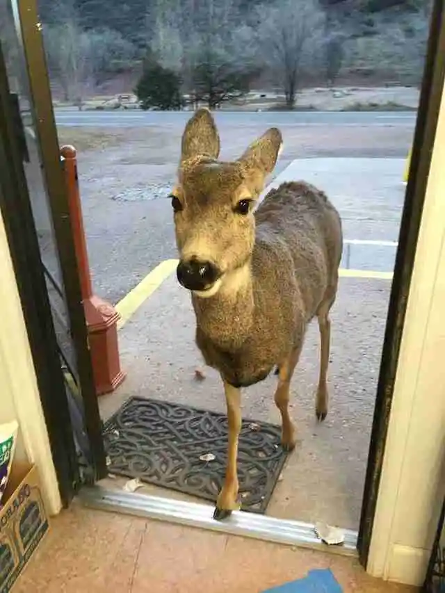 Deer Visits Local Store, Later Comes Back With An Adorable Surprise