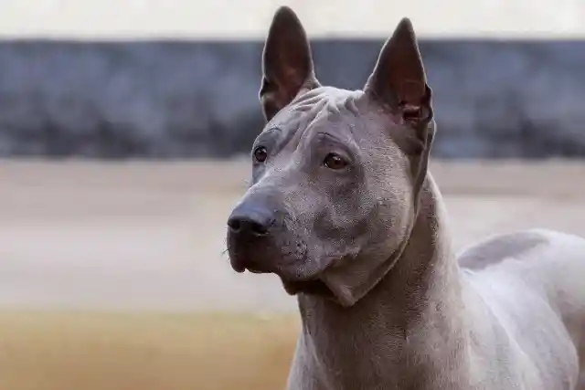 Thai Ridgeback