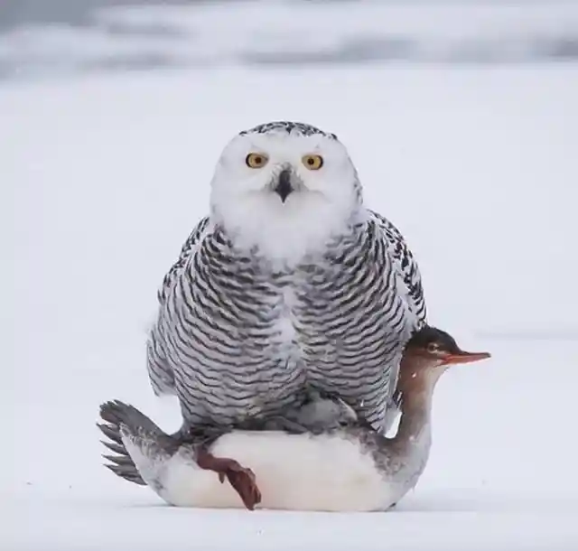 Irritated Snowy Owl