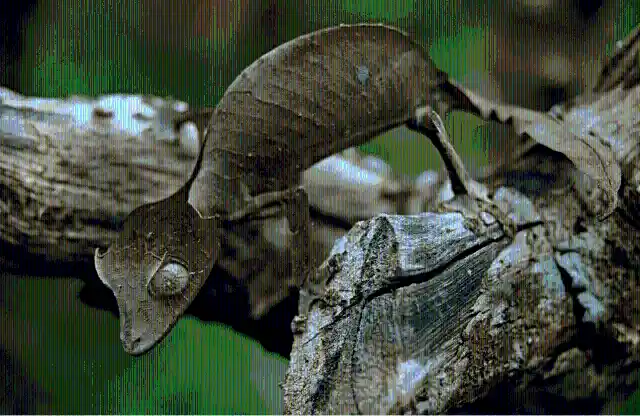 #10. Satanic Leaf-Tailed Gecko