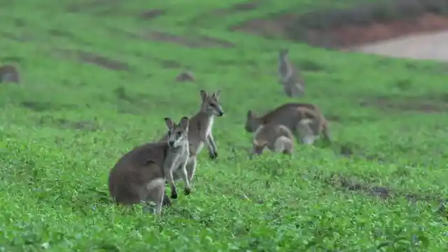 Wallabies At Lambay Island, Ireland