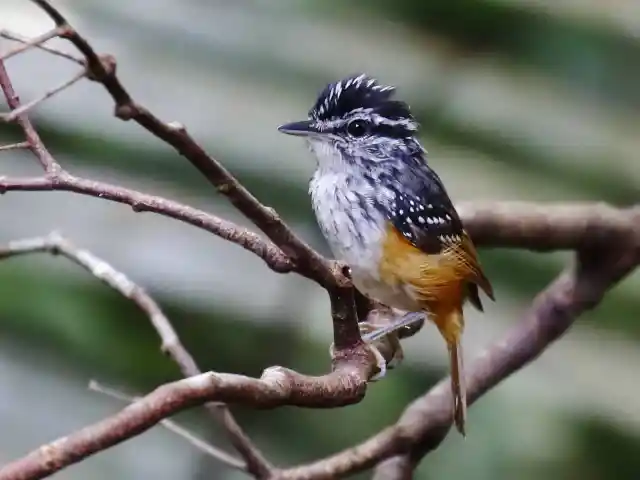 #1. Warbling Antbirds Have Singing Competitions