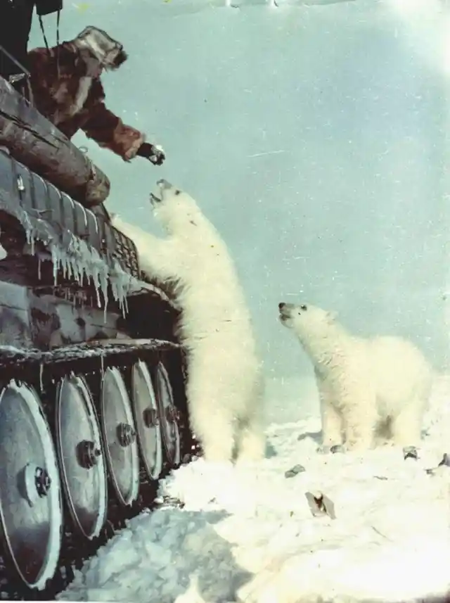 Soviet Soldiers Feeding Polar Bears