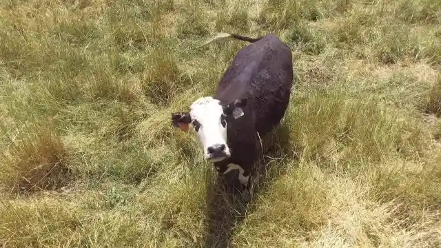 Man Flies Drone Over Farm And Discovers A Distressing Scene, Immediately Launches A Rescue Mission