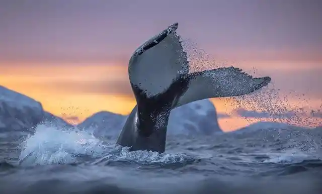 Tourists Spot Trapped Orca, Then The Unbelievable Happens