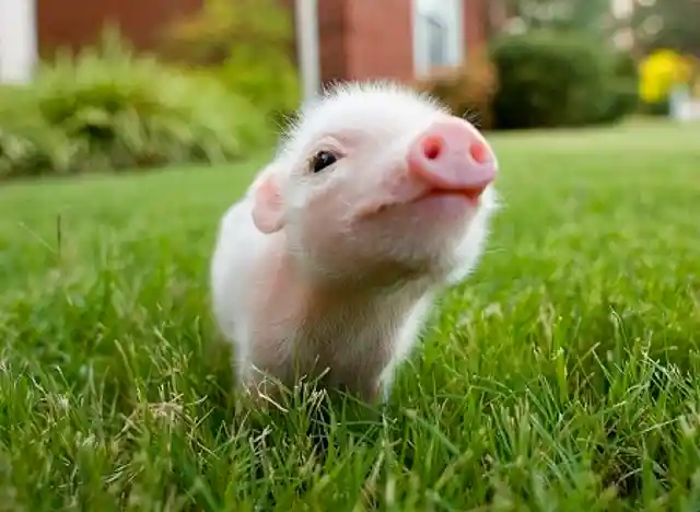 #2. Baby Pig