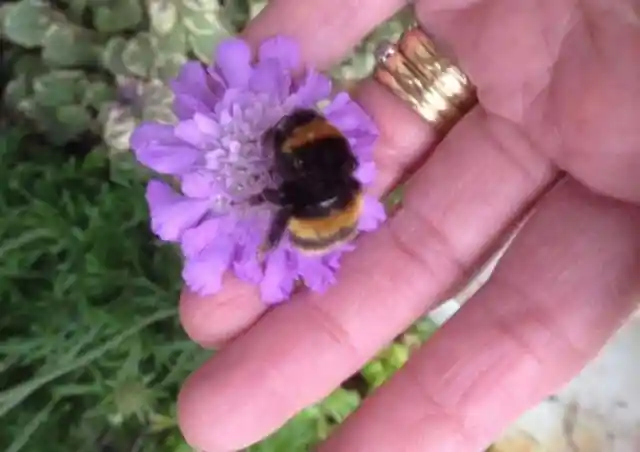 Woman's Unlikely Friendship With Injured Bee Leaves World Baffled
