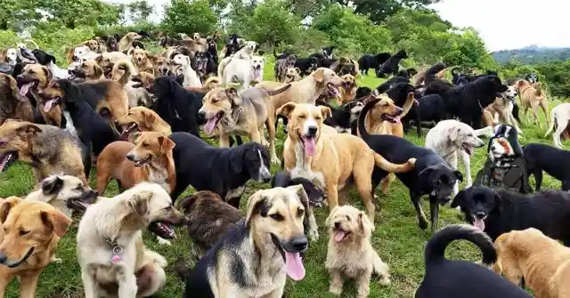 Dogs At Heredia, Costa Rica