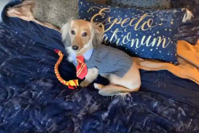 Harry Potter Fan Teaches Her Dog To Respond To Wizard Spells