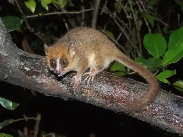 Pygmy Mouse Lemur