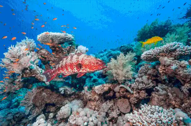 Swim In The Great Barrier Reef