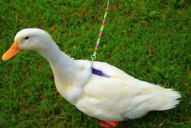Ducks On Leashes