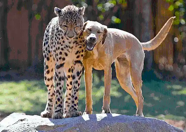 Cheetah and Dog